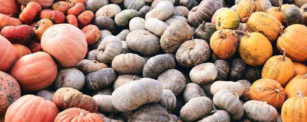 A lot of huge and mini decorative pumpkins at farm market. Thanksgiving holiday season and Halloween decor. Autumn harvers, fall natural texture orange background. - 写真・画像