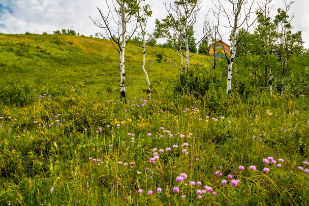 Flora abbonda intorno al ranch. Glenbow Ranch Provincial Recreation Area, Alberta, Canada - Foto, immagini