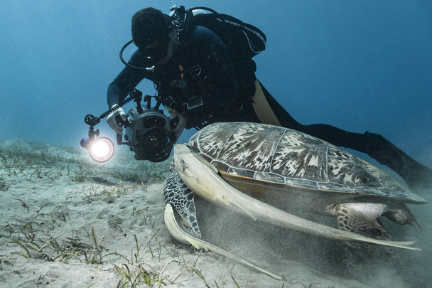 Professzionális búvár / víz alatti fotós és zöld-tengeri teknős a korallzátony a Vörös-tenger / Egyiptom - Fotó, kép