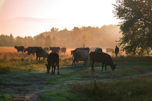 krowy pasą się latem na polu w słoneczny dzień i jedzą zieloną trawę koniczynę lucerny - Zdjęcie, obraz