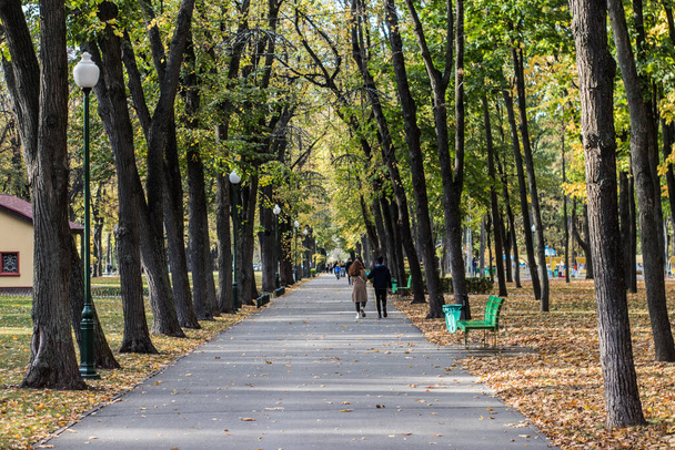 Callejón verde, callejón de los árboles en la ciudad  - Foto, Imagen