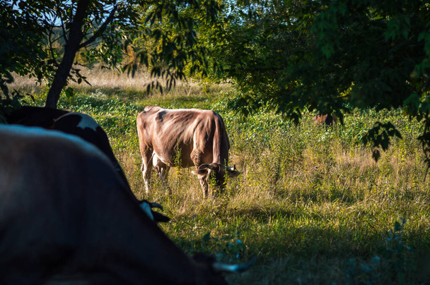 牛は晴れた日に畑で夏に草を食べます緑の草アルファルファクローバー - 写真・画像