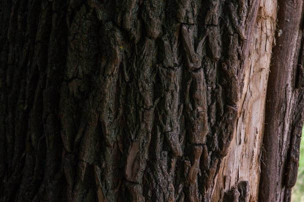 wood texture closeup bark brown - Фото, изображение