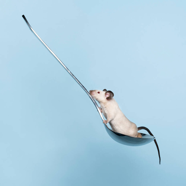 Mały ładny syjamski mysz wspina się na łyżce zupy na miękkim niebieskim tle - Zdjęcie, obraz