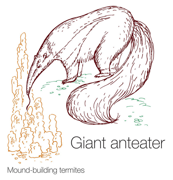 Obří mravenečník a termiti na stavbu mohyl ručně kreslené vektorové ilustrace - Vektor, obrázek