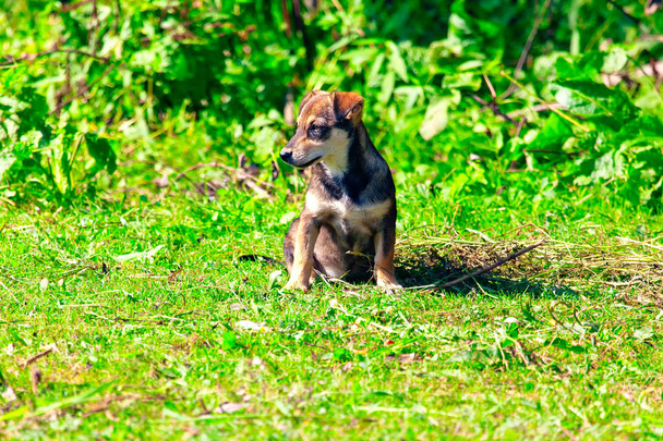 Rustic μικρό σκυλί στο πράσινο λιβάδι  - Φωτογραφία, εικόνα