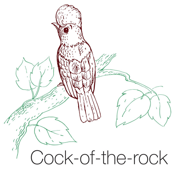 Cock-of-the-rock hand drawn vector illustration - Διάνυσμα, εικόνα