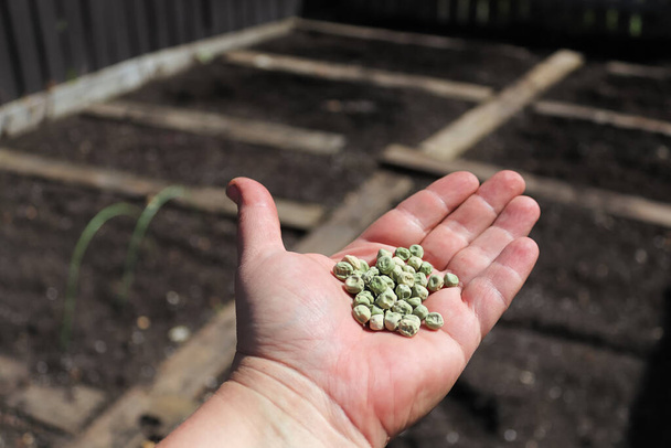 Une main tenant des graines de pois avec un jardin en arrière-plan. - Photo, image