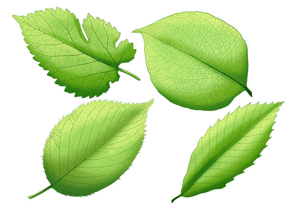 πολλά φρέσκα πράσινα φύλλα και μοτίβο σε λευκό φόντο εικονογράφηση - Φωτογραφία, εικόνα
