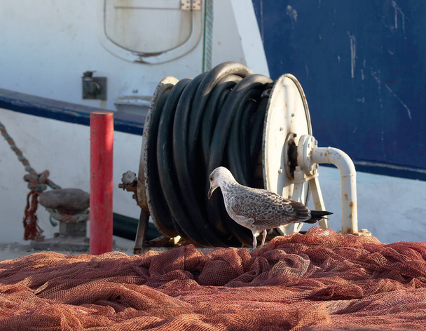 Em foco e borrão uma gaivota no porto ao lado de redes, bóias e equipamento de pesca, fotografia de texturas marinhas - Foto, Imagem