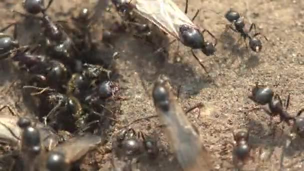 Formigas trabalhadoras são expulsas do ninho uma rainhas de formigas. Formigas aladas swarming do ninho em preparação para o voo nupcial, rastejaram para a superfície e voar para longe em busca de novos formigueiros. Vista macro na vida selvagem - Filmagem, Vídeo