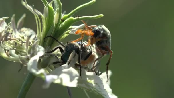 Вітер гойдається. Ритуали залицяння комах і спарювання Cerocoma - це Palearctic genus of blister Beetle. Уяви проявляють чіткий статевий диморфізм у харчуванні апарату та антен. Вид Macro - Кадри, відео