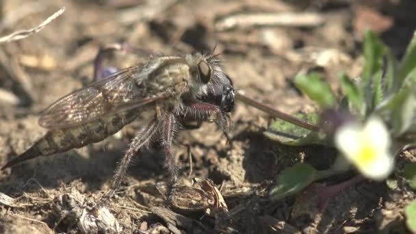 Asilidae, mouches assassines. Voleur poilu mouche avec mouche commune dans sa bouche. Assis sur le sol et suce le jus de mouche. Voir macro insecte dans la faune - Séquence, vidéo