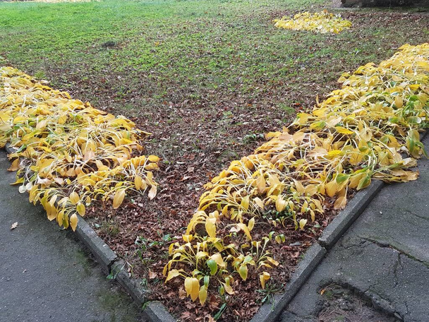 Őszi rezgések. Sárga és zöld levelek geometria. Egy hervadt virágágyás a parkban. Lehullik a levél. Őszi színek. - Fotó, kép