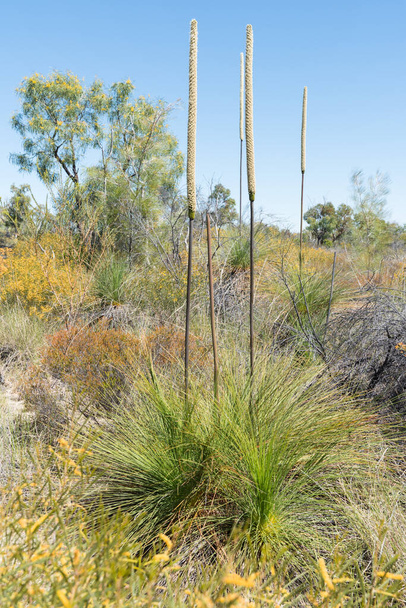 Xanthorrhoea johnsonii nativo australiano ou árvore de grama com vários picos de flores na mata com muitos arbustos floridos e flores silvestres - Foto, Imagem