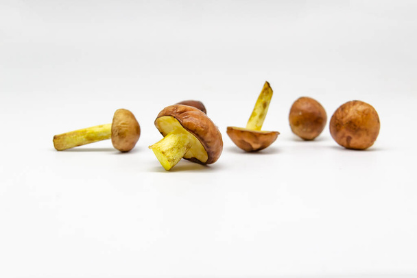 Маленькие грибы масла изолированы на белом фоне - Фото, изображение