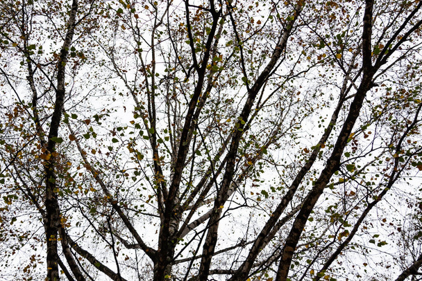 Φθινοπωρινά κλαδιά δέντρων στο φόντο του γκρίζου ουρανού σε συννεφιασμένο καιρό φθινόπωρο. - Φωτογραφία, εικόνα