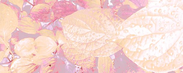 Decoración Rosa Rosa. Ramillete rojo Canva. Fondo de seda blanca. Presentación Popular Púrpura. Fondo Floral Pastel. Impresión dinámica de Magenta. Elemento abstracto marrón. - Foto, imagen
