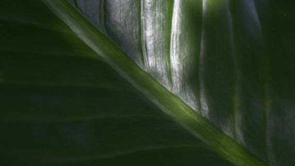 Closeup of tropical green leaf texture background. - Foto, Imagen