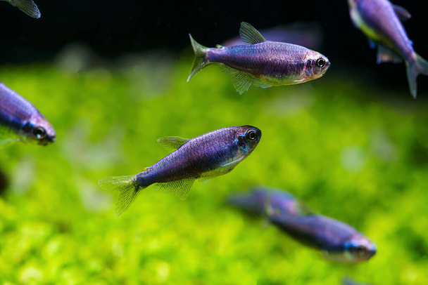 Super Blue Emperor Tetra (Inpaichthys kerri) another variation color morphs - Photo, Image