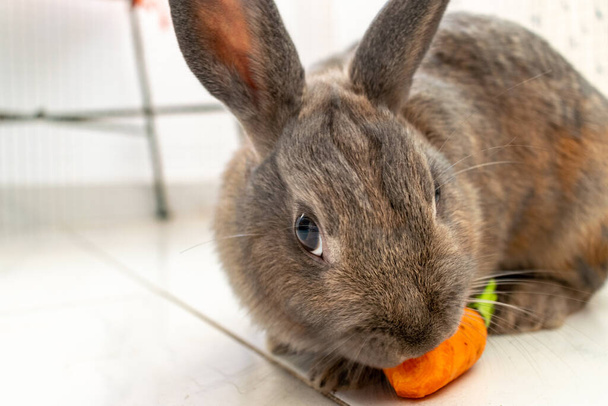 il mio mini coniglio da compagnia grigio che fa uno spuntino su una carota fresca  - Foto, immagini