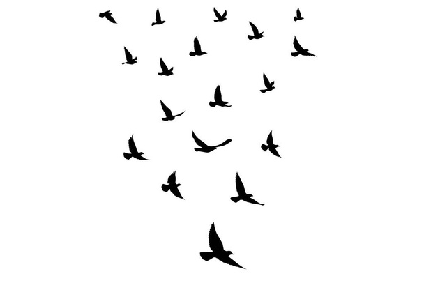 Siluetas de aves voladoras sobre fondo aislado. Ilustración vectorial. aves aisladas volando. tatuaje y fondo de pantalla diseño. - Vector, imagen