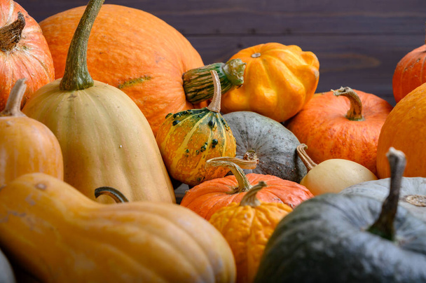 Autumn harvest colorful squashes and pumpkins in different varieties. - Photo, Image