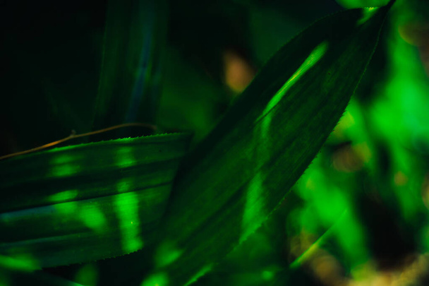 Fresh green pandan leaves, blurred bokeh and sunshine background in a garden, nature concept. - Фото, зображення