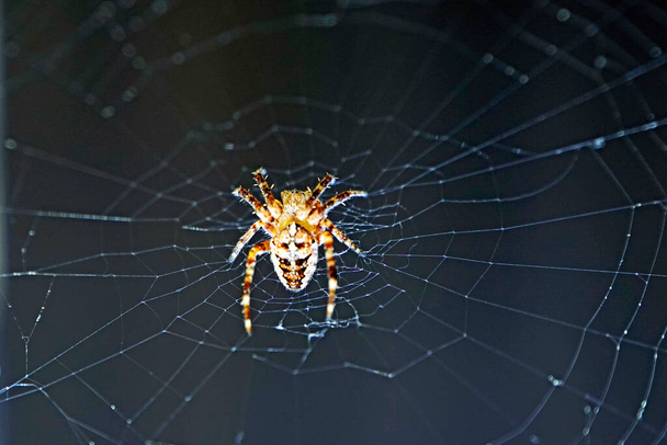     Una pequeña araña en su telaraña, esperando a su presa. Insectos carnívoros                            - Foto, imagen