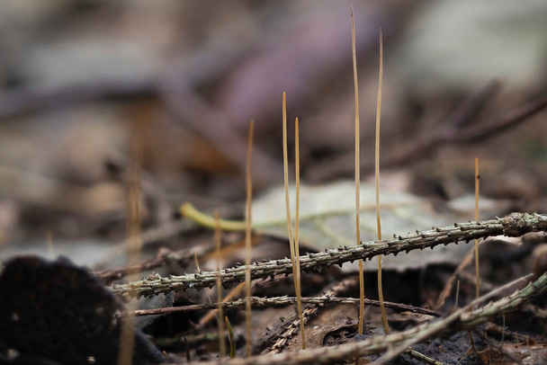 The Macrothyphula filiformis is an inedible mushroom , stacked macro photo - Photo, Image