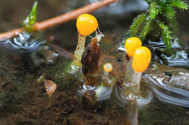 Suomajakka (Mitrula paludosa) on syömäkelvoton sieni, pinottu makrokuva - Valokuva, kuva