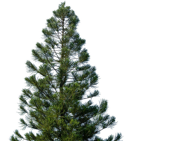 I cespugli di conifere sono separati da uno sfondo bianco. Concetto giorno di Natale. - Foto, immagini