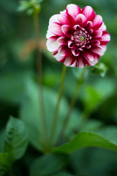  Color photo of a Dahlia flower on a green background - Photo, Image