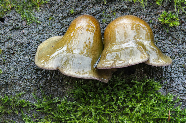 O Olive Oysterling (Panellus serotinus) é um cogumelo comestível, foto macro empilhada - Foto, Imagem