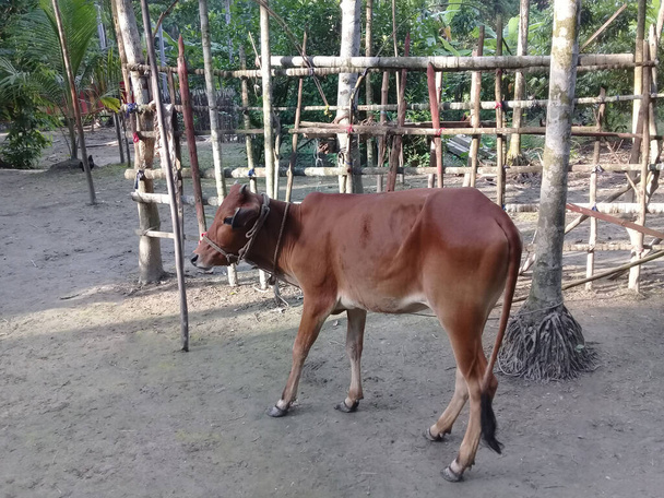 gros plan de vache de couleur brune à la ferme - Photo, image