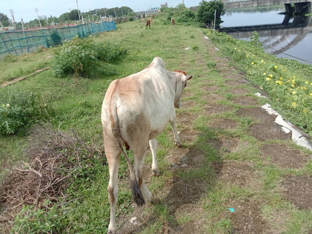 eine braun gefärbte Kuh frisst das Gras auf der grünen Wiese - Foto, Bild