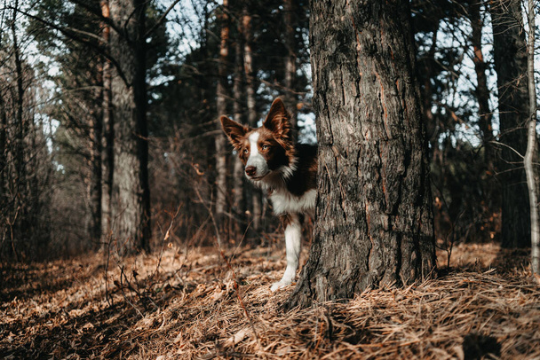 Dog in the forest. A brown dog peeps out from behind a tree. - Valokuva, kuva