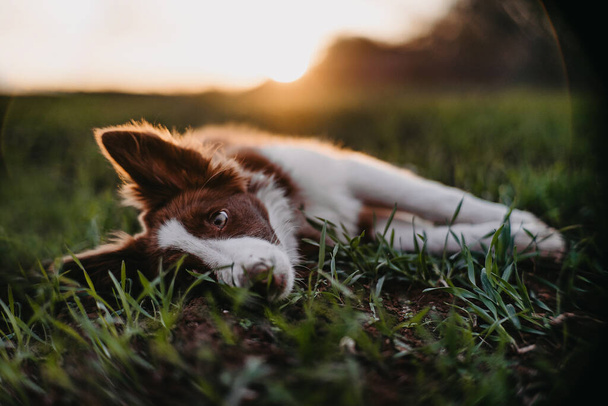 The dog lies on the grass. Close-up - Foto, imagen
