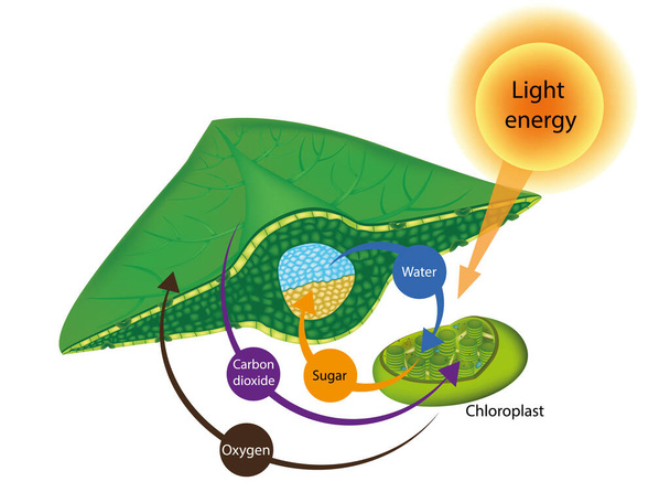 Fotosynthese proces in planten. De structuur van een blad en Chloroplasten - Foto, afbeelding