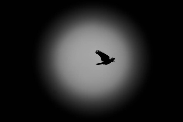 Cuervo gris en vuelo. Disparando contra la luz. Efecto silueta sobre fondo gris brillante. - Foto, imagen