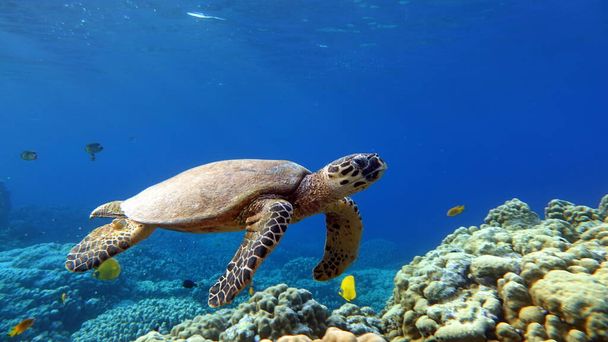 Морські черепахи. Great Reef Turtle .Bissa. - Фото, зображення