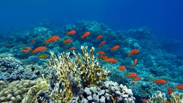Sea Goldie. Las antias más comunes en el Mar Rojo. Los buzos lo ven en grandes bandadas en las laderas de los arrecifes de coral. - Foto, Imagen