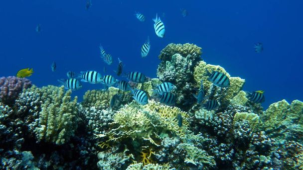Чудова риба на рифі Червоного моря. - Фото, зображення