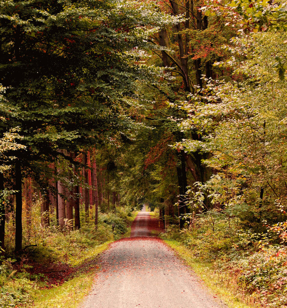 piste forestière à travers un bois en automne nature - Photo, image