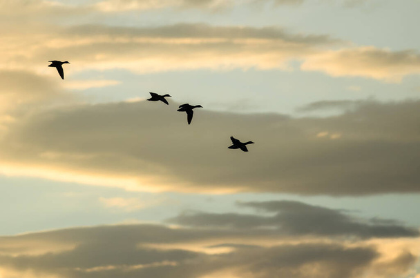Silueta hejno kachen létání na západě slunce - Fotografie, Obrázek