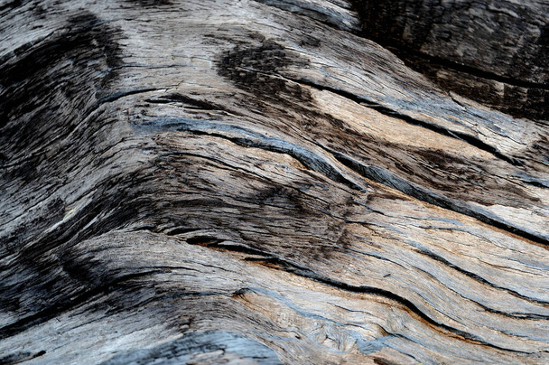 A botswanai Chobe folyóból származó kusza és megégett fadarab. - Fotó, kép