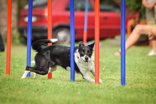 Lovely tricolor Border collie is running slalom on czech agility competition slalom. Dogs love it! - Photo, Image