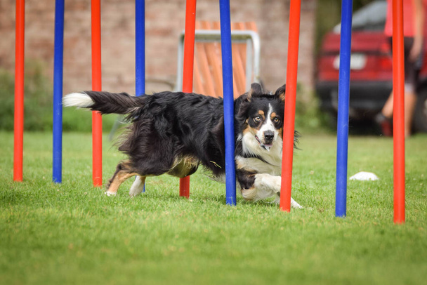Black and white border collie in agility slalom on Ratenice competition. Amazing day on czech agility competition in town Ratenice it was competition only for large. - Photo, Image