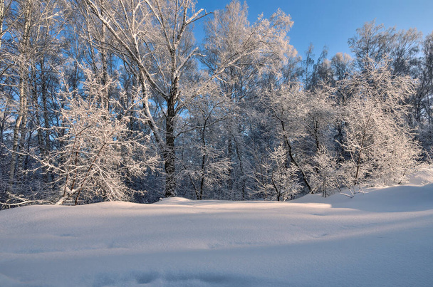 Bellezza favolosa di paesaggio invernale - vista di foresta coperta di neve soffice bianca, lucente in alberi di pizzo di luce del sole. Fiaba delle meraviglie invernali, gelo e sole splendente sul cielo blu - Foto, immagini