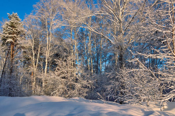 Bellezza favolosa di paesaggio invernale - vista di foresta coperta di neve soffice bianca, lucente in alberi di pizzo di luce del sole. Fiaba delle meraviglie invernali, gelo e sole splendente sul cielo blu - Foto, immagini